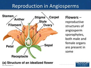 Angiosperm Reproduction Notes Botany_Part_II_Growth_and_Development.ppt