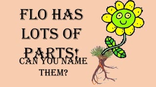 Flo has lots
of parts!
Can you name them?
 