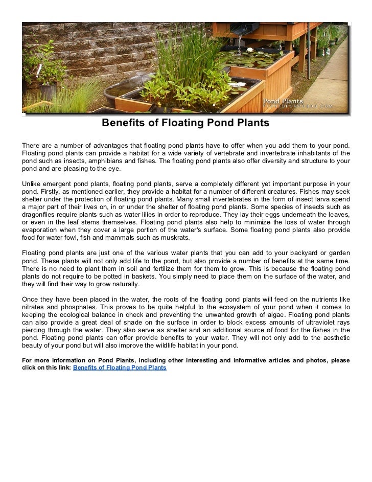 Benefits of Floating Pond Plants