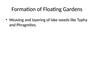 Formation of Floating Gardens
• Weaving and layering of lake weeds like Typha
and Phragmites.
 