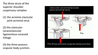 The three struts of the
superior shoulder
suspensory complex:
(1) the acromio-clavicular
joint-acromial strut
(2) the clavicular-
coracoclavicular
ligamentous-coracoid
linkage
(3) the three-process-
scapular body junction.
 