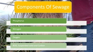 Phosphorus
Nitrogen
Oxygen
BOD, Suspended solid and Carbon
Components Of Sewage
 