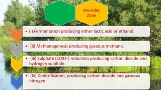 • (i) Fermentation producing either lactic acid or ethanol.
• (ii) Methanogenesis producing gaseous methane.
• (iii) Sulphate (SO42-) reduction producing carbon dioxide and
hydrogen sulphide.
• (Iv) Denitrification, producing carbon dioxide and gaseous
nitrogen.
Anerobic
Zone
 