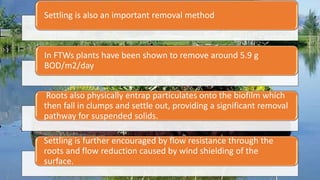 Settling is also an important removal method
In FTWs plants have been shown to remove around 5.9 g
BOD/m2/day
Roots also physically entrap particulates onto the biofilm which
then fall in clumps and settle out, providing a significant removal
pathway for suspended solids.
Settling is further encouraged by flow resistance through the
roots and flow reduction caused by wind shielding of the
surface.
 