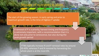The start of the growing season, in early spring and prior to
maximum growth rate, is the time of highest P uptake
if removal of P is a priority, harvest timing and frequency
is extremely important, with a recommendation that it is
done not only prior to senescence, but also during the
peak growth period
FTWs typically increase N and P removal rates by around
20-40%, whereas P and N removal by harvesting the
whole plant is at the most 6%.
Storage of nutrients in plant
 