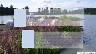 Storage of metals in plants
Storage of metals tends to show
either an even distribution between
roots and shoots (e.g. Cu) or
predominant storage in the roots
 