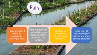 large and varied
effect on
pollutants
entering a basin
rainfall events can
massively increase
dilution and flow
rates into the
wetland
addition of
rainwater can
alter the water
chemistry
Alter rates of
microbiological
activity, and affect
physical processes
 