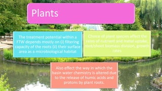 The treatment potential within a
FTW depends mostly on (i) filtering
capacity of the roots (ii) their surface
area as a microbiological habitat
Choice of plant species affect the
rates of nutrient and metal uptake,
root/shoot biomass division, growth
rates
Also effect the way in which the
basin water chemistry is altered due
to the release of humic acids and
protons by plant roots.
Plants
 