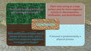 Plant roots assisting in filtering
and settling processes for P
Plant roots acting as a large
surface area for micro-organism
activity in: decomposition,
nitrification, and denitrification.
Mild acidification of water due to
release of humic acids, and a C
input from senescent vegetation;
assisting denitrification
P removal is predominantly a
physical process
Conclusion
 