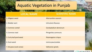 LOCAL NAME SCIENTIFIC NAME
1. Alligator weed Alternanther assessiis
2. Bladder wort Utricularia flexuosa
3. Common contail Ceratophyllum demersum
4. Common reed Phragmites communis
5. Curly leaf pond weed Potamogeton crispus
6. Duck weed Lemna paucicostata
7. Eel grass (cock screw) Vallisneria spiralis
Aquatic Vegetation in Punjab
 