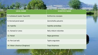 LOCAL NAME SCIENTIFIC NAME
8. Gulbakauli (water Hyacinth) Eichhornia crassipes
9. Horned pond weed Zannichellia palustris
10. Hydrilla Hydrilla verticillata
11. Kanwal or Lotus Nelu mbium nelumbo
12. Naiad Najas graminea
13. Pan (cat tail) Typha angustata
14. Water chestnut (Singhara) Trapa bispinosa
 
