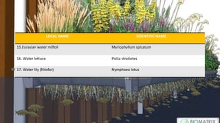 LOCAL NAME SCIENTIFIC NAME
15.Eurasian water milfoil Myriophyllum spicatum
16. Water lettuce Pistia stratiotes
17. Water lily (Nilofar) Nymphaea lotus
 