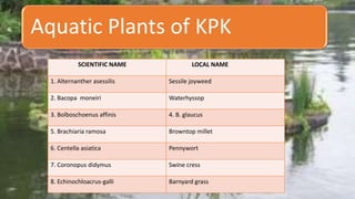 Aquatic Plants of KPK
SCIENTIFIC NAME LOCAL NAME
1. Alternanther asessilis Sessile joyweed
2. Bacopa moneiri Waterhyssop
3. Bolboschoenus affinis 4. B. glaucus
5. Brachiaria ramosa Browntop millet
6. Centella asiatica Pennywort
7. Coronopus didymus Swine cress
8. Echinochloacrus-galli Barnyard grass
 
