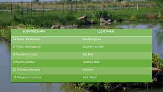 SCIENTIFIC NAME LOCAL NAME
16.Typha elephantina Elephant grass
17.Typha domingensis Southern cat-tail
18.Suaeda fruticosa Sea Blite
19.Rumex detatus Toothed dock
20. Portulaca oleracea Purslane
21.Polygonum barbata Joint Weed
 