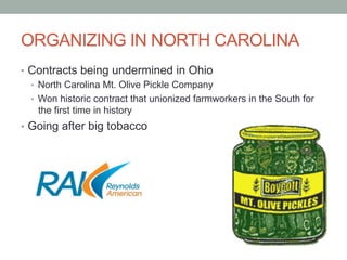 ORGANIZING IN NORTH CAROLINA
• Contracts being undermined in Ohio
• North Carolina Mt. Olive Pickle Company
• Won historic contract that unionized farmworkers in the South for
the first time in history
• Going after big tobacco