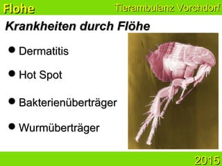 Tierambulanz VorchdorfTierambulanz VorchdorfFloheFlohe
20152015
Hot SpotHot Spot
BakterienüberträgerBakterienüberträger
Krankheiten durch FlöheKrankheiten durch Flöhe
DermatitisDermatitis
WurmüberträgerWurmüberträger
 