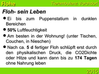 Tierambulanz VorchdorfTierambulanz Vorchdorf
20152015
Floh- sein LebenFloh- sein Leben
Ei bis zum Puppenstatium in dunklenEi bis zum Puppenstatium in dunklen
BereichenBereichen
50%50% LuftfeuchtigkeitLuftfeuchtigkeit
Am besten in der Wohnung! (unter Tischen,Am besten in der Wohnung! (unter Tischen,
Couchen, in Nieschen)Couchen, in Nieschen)
Nach ca.Nach ca. 5 d5 d fertiger Floh schlüpft erst durchfertiger Floh schlüpft erst durch
den physikalischen Druck, die CO2Dichteden physikalischen Druck, die CO2Dichte
oder Hitze und kann dann bis zuoder Hitze und kann dann bis zu 174 Tagen174 Tagen
ohne Nahrung lebenohne Nahrung leben
FloheFlohe
 
