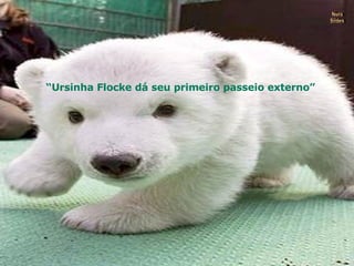 “ Ursinha Flocke dá seu primeiro passeio externo” Nura Slides 