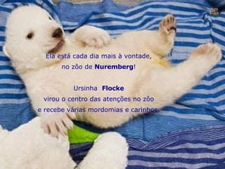 Ela está cada dia mais à vontade, no zôo de  Nuremberg ! Ursinha  Flocke virou o centro das atenções no zôo e recebe várias mordomias e carinhos. Nura Slides 