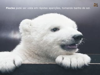 Flocke  pode ser vista em rápidas aparições, tomando banho de sol. Nura Slides 