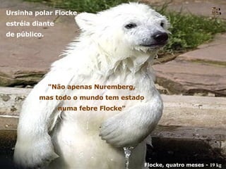 "Não apenas Nuremberg, mas todo o mundo tem estado numa febre Flocke” Flocke, quatro meses -  19 kg   Ursinha polar Flocke estréia diante de público. Nura Slides 