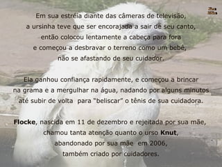 Em sua estréia diante das câmeras de televisão, a ursinha teve que ser encorajada a sair de seu canto, então colocou lentamente a cabeça para fora e começou a desbravar o terreno como um bebê,  não se afastando de seu cuidador. Ela ganhou confiança rapidamente, e começou a brincar na grama e a mergulhar na água, nadando por alguns minutos até subir de volta  para “beliscar” o tênis de sua cuidadora. Flocke , nascida em 11 de dezembro e rejeitada por sua mãe,  chamou tanta atenção quanto o urso  Knut , abandonado por sua mãe  em 2006, também criado por cuidadores. Nura Slides 