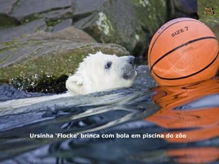 Ursinha ‘Flocke’ brinca com bola em piscina do zôo Nura Slides 