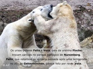 Os ursos-polares  Felix  e  Vera , pais da ursinha  Flocke , trocam carícias no parque zoológico de  Nuremberg . Felix , que retornou na semana passada após uma temporada no zôo de  Gelsenkirchen , parece feliz por rever  Vera .  Nura Slides 