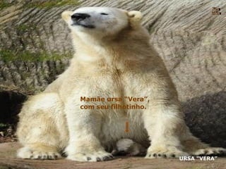 URSA “VERA” Mamãe ursa “Vera”, com seu filhotinho. Nura Slides 