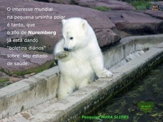 O interesse mundial na pequena ursinha polar é tanto, que o zôo de  Nuremberg já está dando “ boletins diários” sobre  seu estado  de saúde. by nur@ Pesquisa NURA SLIDES Nura Slides 