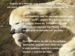 uma filhotinha que foi separada de sua mãe, a ursa “Vera”,  depois que esta começou a mostrar sinais de  irritação e ter sido avistada carregando seu filhote  entre os dentes e tê-lo deixado cair no chão.  Os veterinários do zôo de Nuremberg, Alemanha, ficaram com medo de que a ursa pudesse matá-la e resolveram afastar a ursinha da mãe. Depois de o famoso urso polar Knut ter crescido, um outro filhote de urso polar promete conquistar os  alemães: Nura Slides 