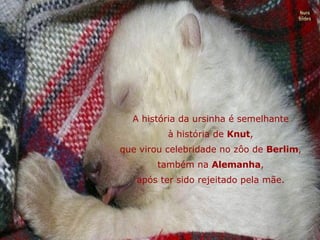 A história da ursinha é semelhante à história de  Knut , que virou celebridade no zôo de  Berlim , também na  Alemanha , após ter sido rejeitado pela mãe. Nura Slides 