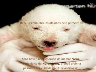 Bebê ursinha abre os olhinhos pela primeira vez. Após haver sido separada da mamãe  Vera , no zoológico de  Nuremberg , a bebê ursinha passou a ser cuidada por funcionários do local. Nura Slides 