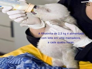 A filhotinha de 2,5 kg é alimentada com leite em uma mamadeira, a cada quatro horas. Nura Slides 