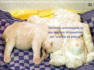 Dormindo aconchegada ao seu primeiro brinquedinho, um “ursinho de pelúcia”. Nura Slides 