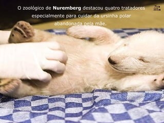 O zoológico de  Nuremberg  destacou quatro tratadores especialmente para cuidar da ursinha polar abandonada pela mãe.  Nura Slides 