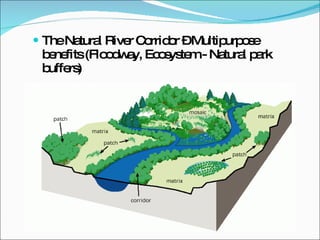 The Natural River Corridor – Multipurpose benefits (Floodway, Ecosystem - Natural park buffers) 