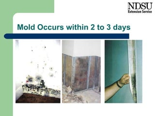 Mold Occurs within 2 to 3 days 