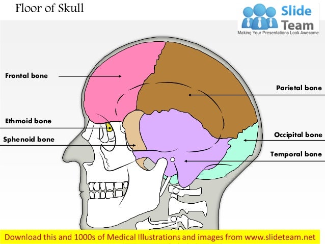 Floor Of Skull Medical Images For Power Point