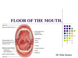 FLOOR OF THE MOUTH.
Dr Nida Sumra
 