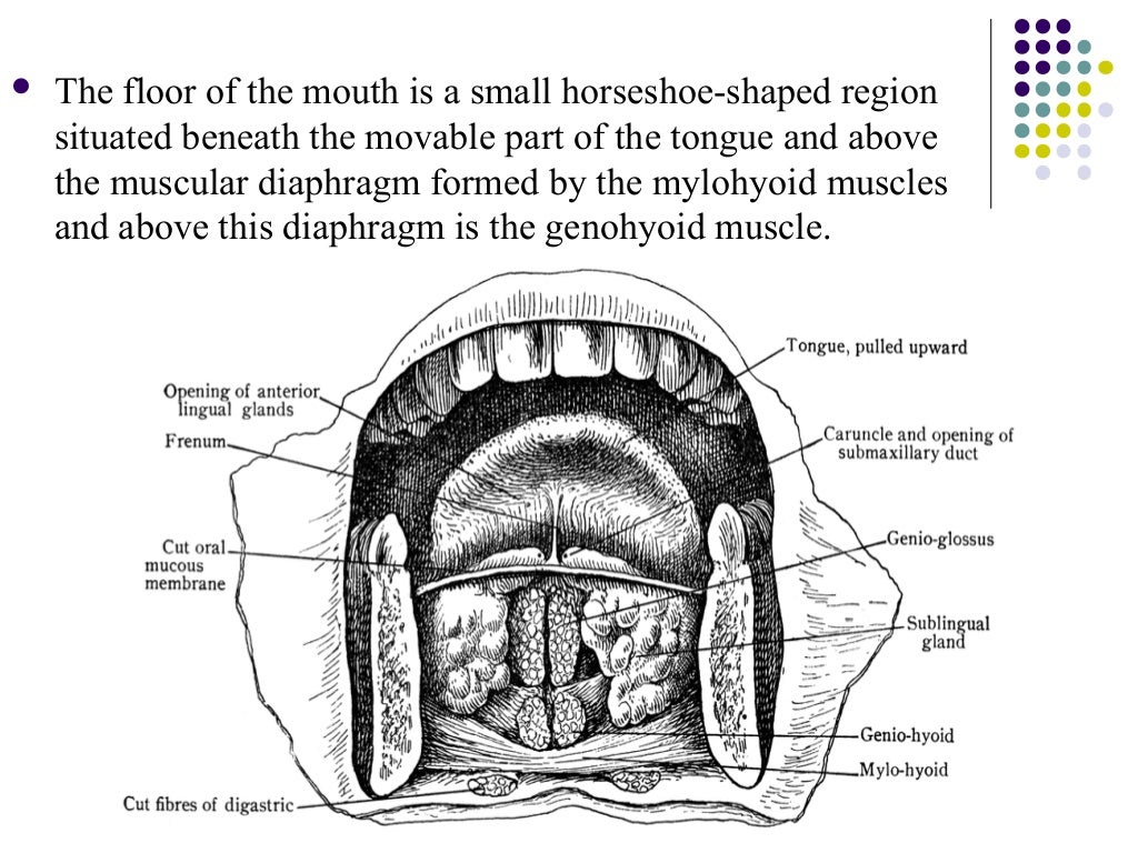 Floor of the mouth