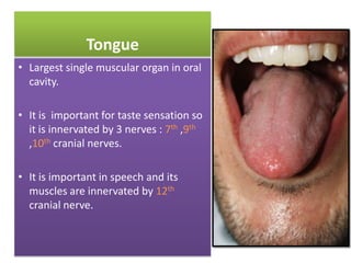 Tongue
• Largest single muscular organ in oral
cavity.
• It is important for taste sensation so
it is innervated by 3 nerves : 7th ,9th
,10th cranial nerves.
• It is important in speech and its
muscles are innervated by 12th
cranial nerve.

 