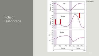 Role of
Quadriceps
7
Dr Joe Antony
 