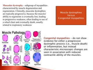 Muscular dystrophy - subgroup of myopathies
characterized by muscle degeneration and
regeneration. Clinically, muscular dystrophies
are typically progressive, because the muscles'
ability to regenerate is eventually lost, leading
to progressive weakness, often leading to use of
a wheel chair and eventually death, usually
related to respiratory weakness
Congenital myopathies - do not show
evidence for either a progressive
dystrophic process (i.e., muscle death)
or inflammation, but instead
characteristic microscopic changes are
seen in association with reduced
contractile ability of the muscles.
Muscle dystrophies
Versus
Congenital myopathies
 
