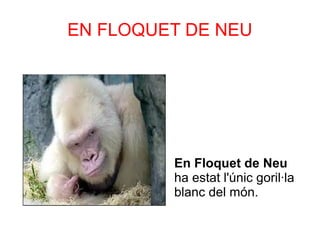 EN FLOQUET DE NEU
En Floquet de Neu
ha estat l'únic goril·la
blanc del món.
 