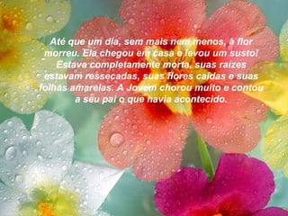 Até que um dia, sem mais nem menos, a flor
morreu. Ela chegou em casa e levou um susto!
Estava completamente morta, suas raízes
estavam ressecadas, suas flores caídas e suas
folhas amarelas. A Jovem chorou muito e contou
a seu pai o que havia acontecido.
 