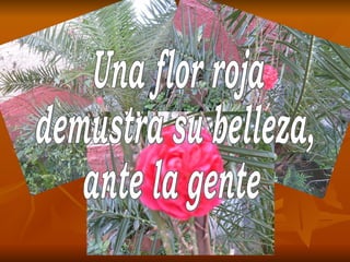 Una flor roja demustra su belleza, ante la gente 