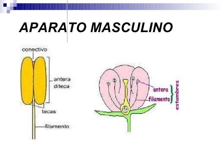 Como Se Llama El Organo Masculino De La Flor Compartir Flores