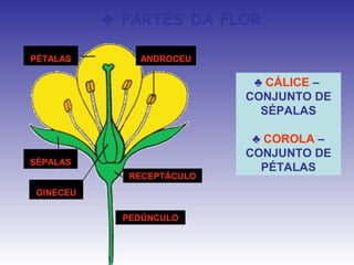 ♣ PARTES DA FLOR

PÉTALAS        ANDROCEU

                             ♣ CÁLICE –
                            CONJUNTO DE
                              SÉPALAS

                             ♣ COROLA –
                            CONJUNTO DE
SÉPALAS
                              PÉTALAS
              RECEPTÁCULO
 GINECEU

             PEDÚNCULO
 