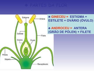 ♣ PARTES DA FLOR

        ♣ GINECEU = ESTIGMA +
        ESTILETE + OVÁRIO (ÓVULO)

        ♣ ANDROCEU = ANTERA
        (GRÃO DE PÓLEN) + FILETE
 